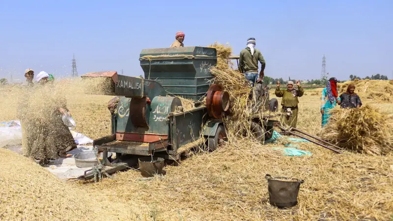 الحكومة المصرية تشتري 3.8 مليون طن من القمح المحلي منذ بداية الموسم