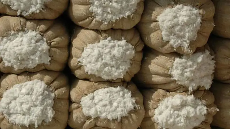 مسؤول مصري لـ«إرم بزنس»: طرح 10 أصناف قطن جديدة خلال 2025