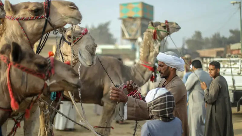 الإبل في مصر.. هل تضبط ميزان الثروة الحيوانية؟