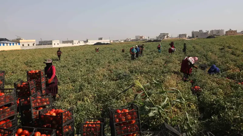 الزراعة السورية لـ«إرم بزنس»: لا خطوط حمراء أمام استيراد الضروريات