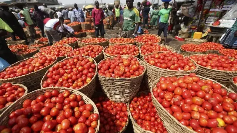 "إيبولا الطماطم".. خطر جديد على التضخم المتسارع في نيجيريا