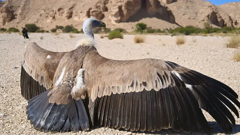 فيديو مؤثر لنسر مهاجر "يشكر" فريق "الحياة الفطرية" في السعودية