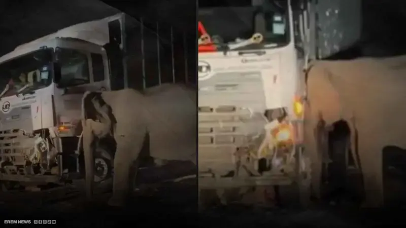 "غضب الأم".. أنثى فيل تحطم شاحنة بعد مقتل صغيرها في حادث(فيديو)
