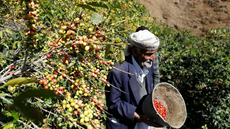 الأول في العالم.. البن اليمني يدفع ثمن الحرب والجفاف