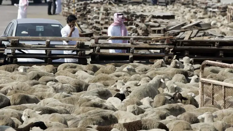 لحماية البيئة.. إصدار تصاريح رعي للمواشي في السعودية