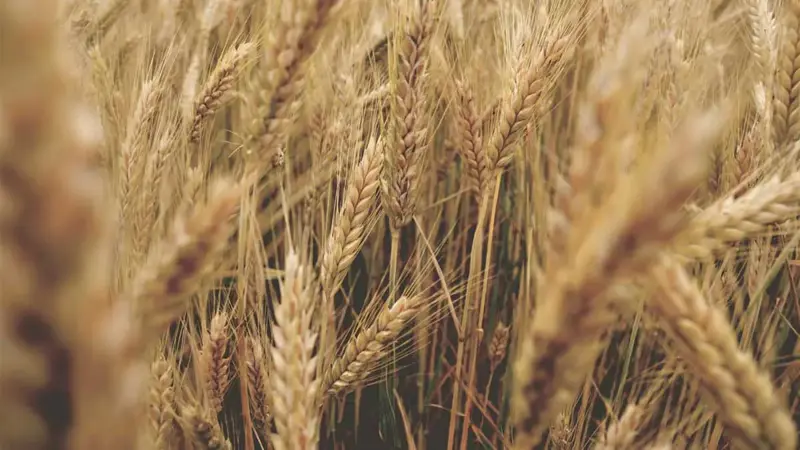 بعد عقوبات الغرب.. روسيا تتجه بمنتجاتها الزراعية للأسواق الأفريقية