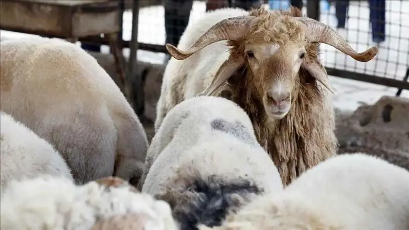 تركيا.. أضاحي العيد تتسبب بإصابة أكثر من 14 ألف شخص