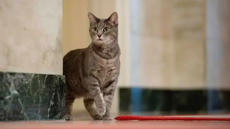 القطة "ويلو" تنضم لأسرة بايدن في البيت الأبيض