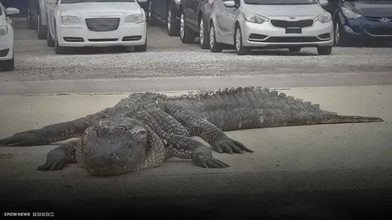 تمساح يتسبب في حادث مروع على طريق سريع بأمريكا (فيديو)