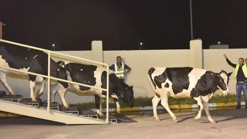 بالفيديو.. استقبال شعبي حافل للأبقار في قطر