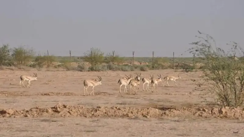 العراق.. دخل محمية غزلان فلقي مصرعه بوابل من الرصاص