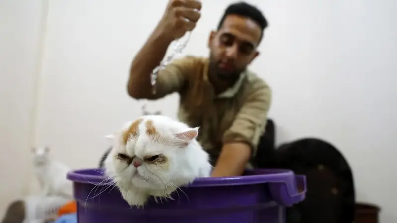 رغم صعوبة الظروف.. صالون تجميل وتدليك للقطط في غزة