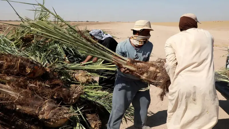 مزارعون إيرانيون يضطرون إلى تصدير أشجار النخيل إلى الخليج بسبب "ندرة المياه"