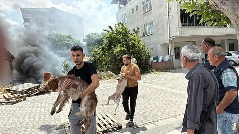 شابان يخاطران بحياتهما لإنقاذ كلبين في حريق بتركيا (فيديو)